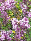 Dwarf Korean Lilac